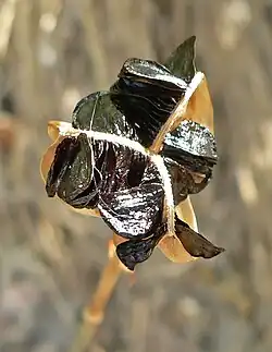 Seeds