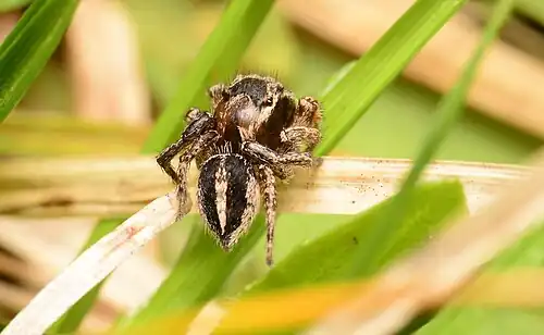 Male dorsal