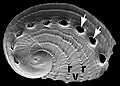 A 5&nbsp;mm-long (3⁄16&nbsp;in) juvenile shell of Haliotis asinina showing the tremata and ridges.