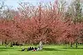 Hanami in Parc de Sceaux, Hauts-de-Seine
