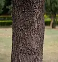 trunk