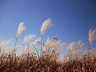 reeds