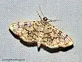 Haritalodes derogata