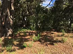 Bushland