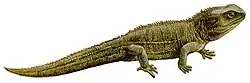 Sphenodon punctatus
