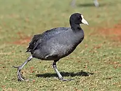 ʻAlae keʻokeʻo with white frontal shield