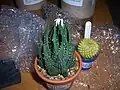 T. pumila