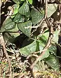 The "mammillaris" form, usually without flecked markings on its more clear leaf windows