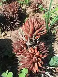 The Olivacea variety
