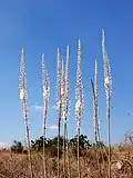 Form