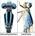 Head and thorax