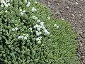 Veronica buchananii