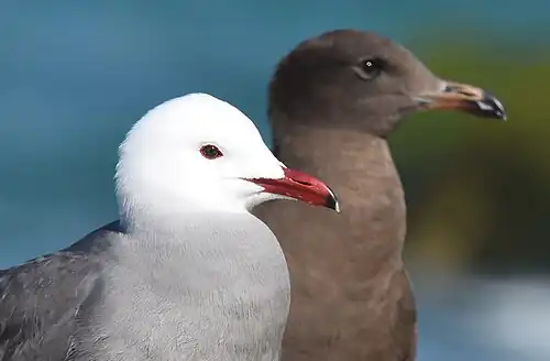 Adult with juvenile
