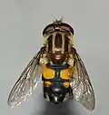 Back of Helophilus antipodus