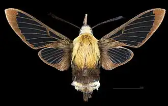 Female dorsal