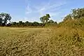 Hemingford Grey Meadow