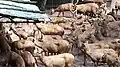Herd of Deer including sambar in the zoo