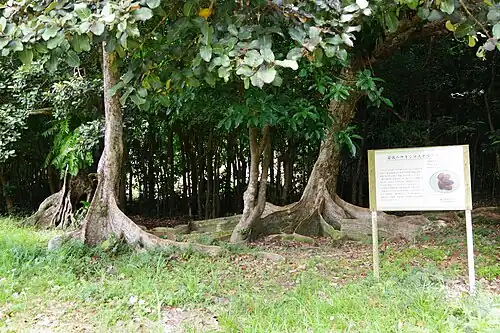 Buttress roots