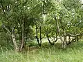 Habitat. Netherlands