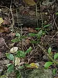 Group of flowering individuals on Niue.