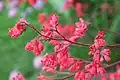 Heuchera × brizoides