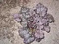 Heuchera 'Starry Night'