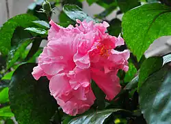 Hibiscus 'Double Psyche'