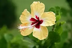 Hibiscus 'Sylvia Goodman'