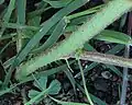 Annual stem base, coarsely haired