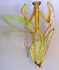 pinned specimen