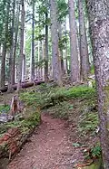 Trail to Mt. Rose