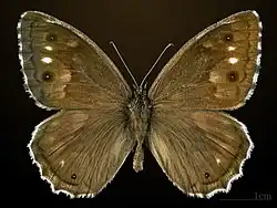 Male