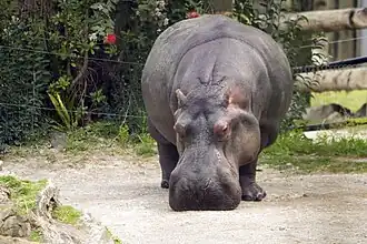 Hippo
