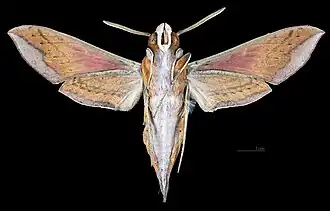Female ventral