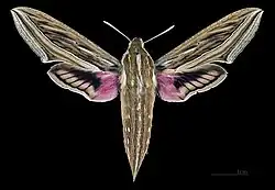 female