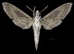 Female ventral