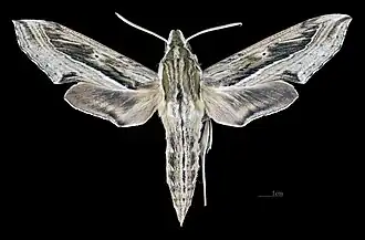 Male dorsal