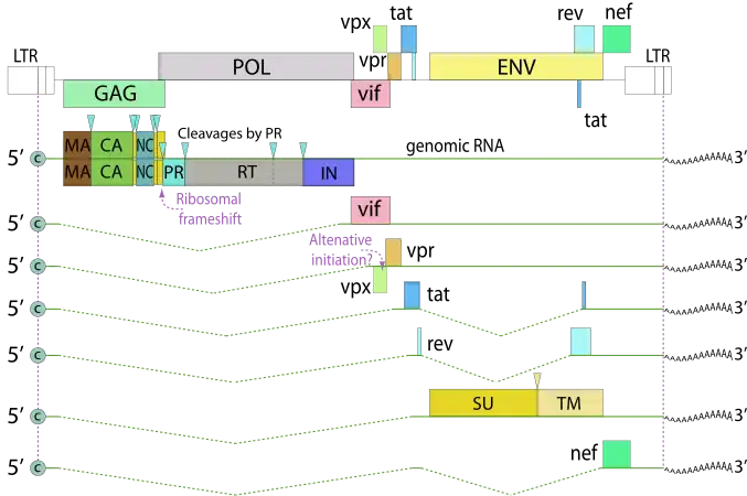 HIV-2