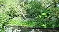 Hogsmill River Park