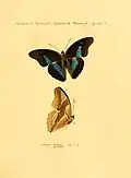 Archaeoprepona chalciope – Hübner's 1821 illustration