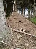Ant hill north of Woorgreens Lake