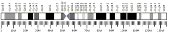 Chromosome 11 (human)