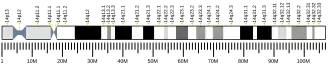 Chromosome 14 (human)