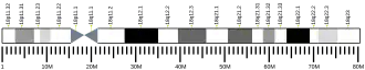 Chromosome 18 (human)