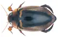 male