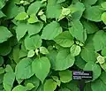 Wild Hydrangea v. Annabelle Hydrangea arborescens