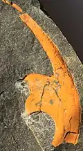 Free cheek of H. carens, 33mm between the tips
