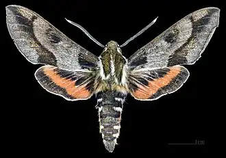 Male dorsal view