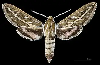 Male dorsal view