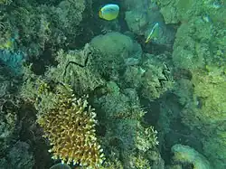 Deeper